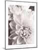 Black and White Dahlias II-Christine Zalewski-Mounted Art Print