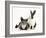 Black-And-White Dutch Rabbit with Oriental Type Cat-Jane Burton-Framed Photographic Print