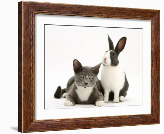 Black-And-White Dutch Rabbit with Oriental Type Cat-Jane Burton-Framed Photographic Print