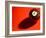 Black and White Eight Ball on with Shadow on Red Background-null-Framed Photographic Print