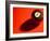 Black and White Eight Ball on with Shadow on Red Background-null-Framed Photographic Print