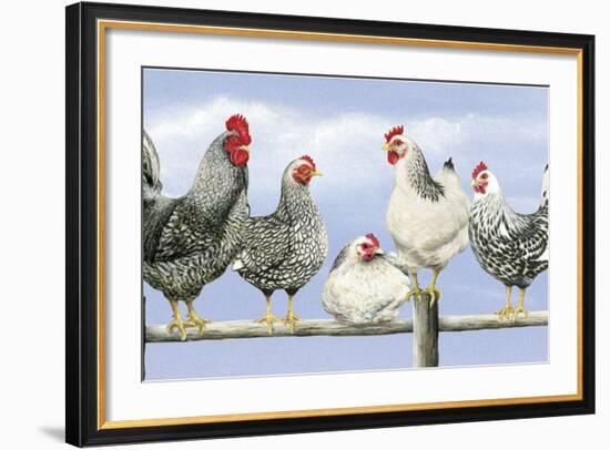 Black and White Hens 1-Janet Pidoux-Framed Giclee Print