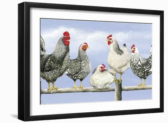 Black and White Hens 1-Janet Pidoux-Framed Giclee Print