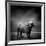 Black and White Image of A Buffalo-byrdyak-Framed Photographic Print