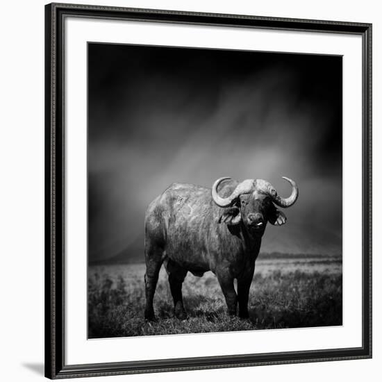 Black and White Image of A Buffalo-byrdyak-Framed Photographic Print