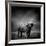 Black and White Image of A Buffalo-byrdyak-Framed Photographic Print