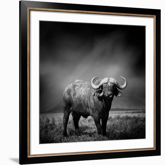 Black and White Image of A Buffalo-byrdyak-Framed Photographic Print