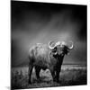 Black and White Image of A Buffalo-byrdyak-Mounted Premium Photographic Print