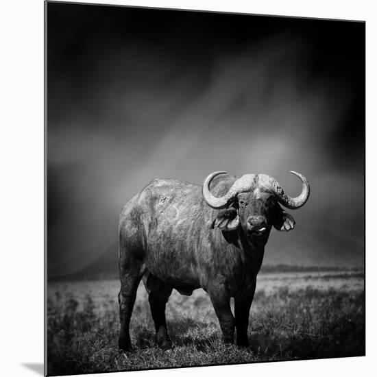 Black and White Image of A Buffalo-byrdyak-Mounted Premium Photographic Print