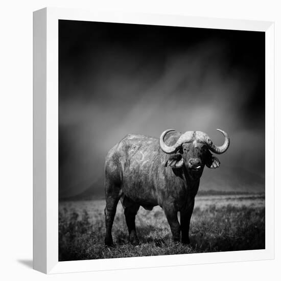 Black and White Image of A Buffalo-byrdyak-Framed Stretched Canvas