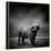 Black and White Image of A Buffalo-byrdyak-Framed Stretched Canvas