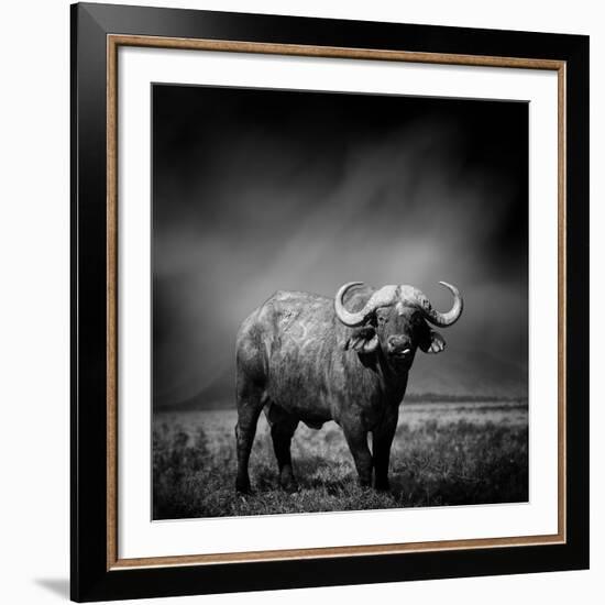 Black and White Image of A Buffalo-byrdyak-Framed Photographic Print