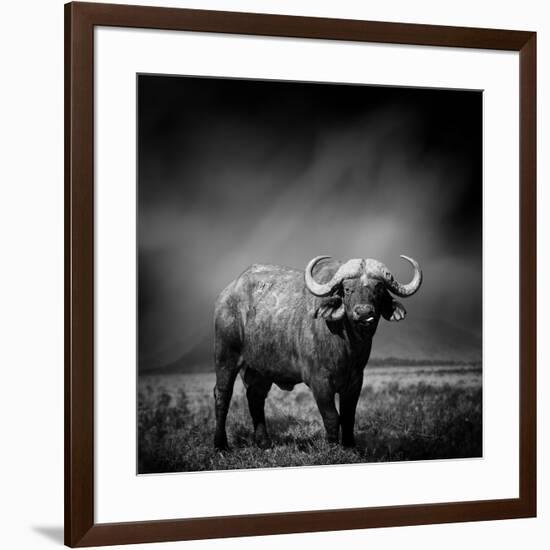 Black and White Image of A Buffalo-byrdyak-Framed Premium Photographic Print