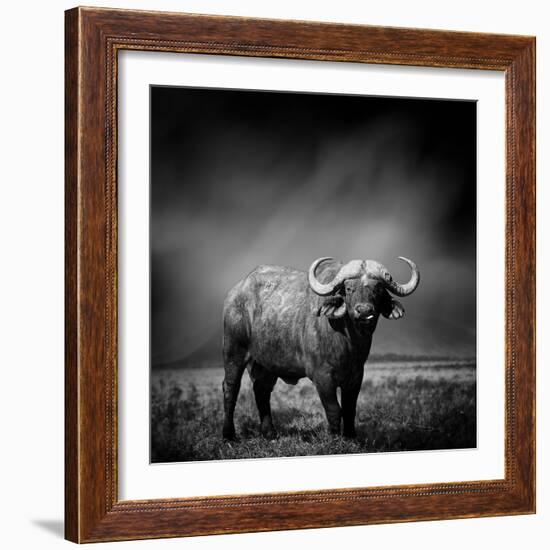 Black and White Image of A Buffalo-byrdyak-Framed Photographic Print