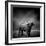 Black and White Image of A Buffalo-byrdyak-Framed Photographic Print