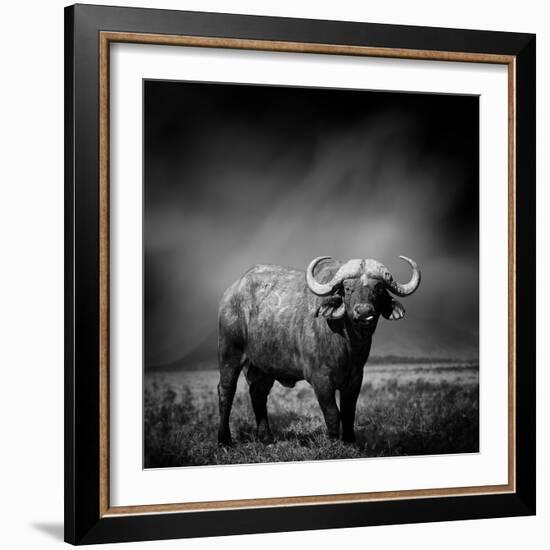 Black and White Image of A Buffalo-byrdyak-Framed Photographic Print