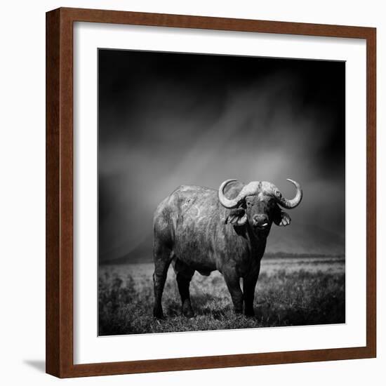 Black and White Image of A Buffalo-byrdyak-Framed Photographic Print