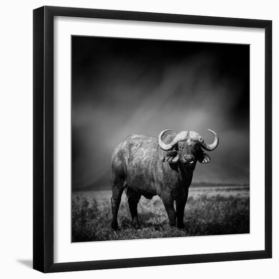 Black and White Image of A Buffalo-byrdyak-Framed Photographic Print