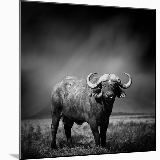 Black and White Image of A Buffalo-byrdyak-Mounted Photographic Print