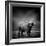 Black and White Image of A Buffalo-byrdyak-Framed Photographic Print