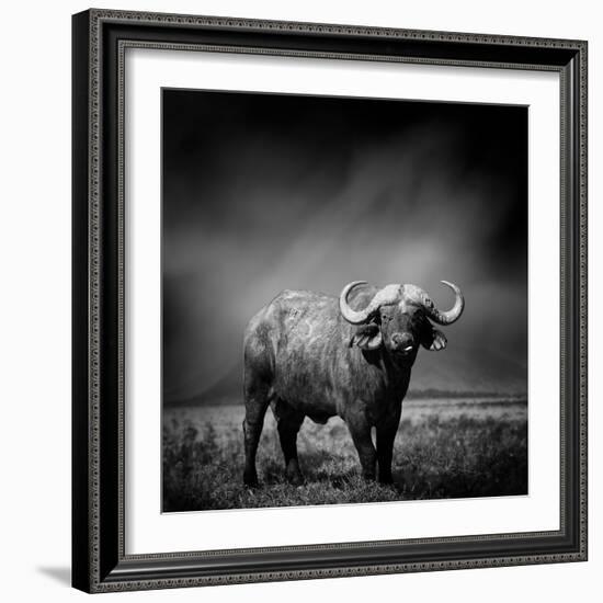 Black and White Image of A Buffalo-byrdyak-Framed Photographic Print