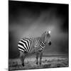 Black and White Image of A Zebra-byrdyak-Mounted Photographic Print