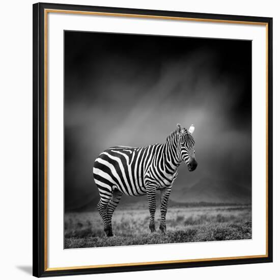 Black and White Image of A Zebra-byrdyak-Framed Premium Photographic Print