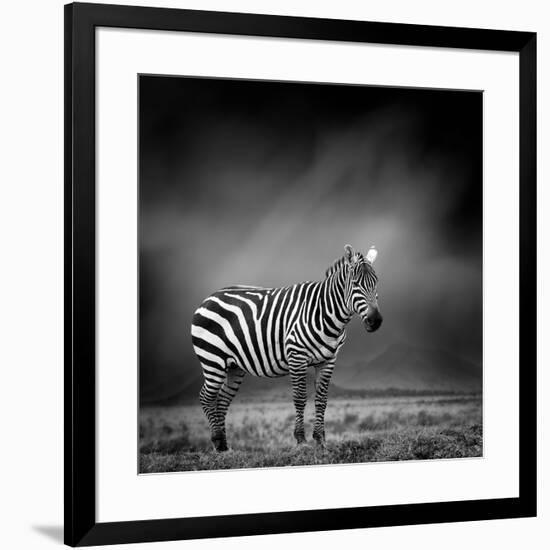 Black and White Image of A Zebra-byrdyak-Framed Premium Photographic Print