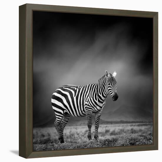 Black and White Image of A Zebra-byrdyak-Framed Stretched Canvas