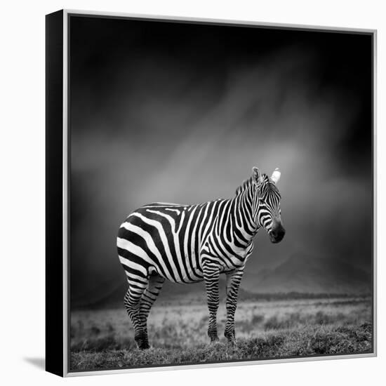 Black and White Image of A Zebra-byrdyak-Framed Stretched Canvas