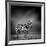 Black and White Image of A Zebra-byrdyak-Framed Photographic Print