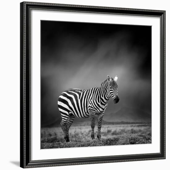 Black and White Image of A Zebra-byrdyak-Framed Photographic Print