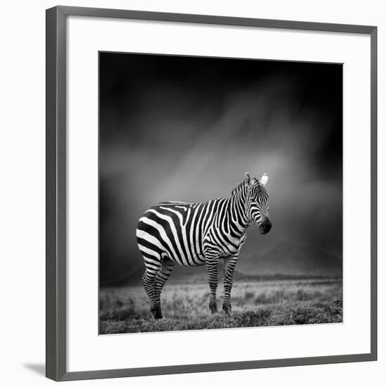Black and White Image of A Zebra-byrdyak-Framed Photographic Print