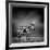 Black and White Image of A Zebra-byrdyak-Framed Photographic Print