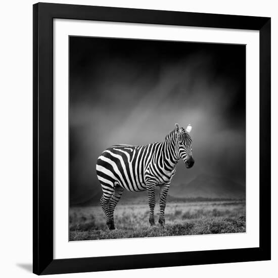 Black and White Image of A Zebra-byrdyak-Framed Photographic Print