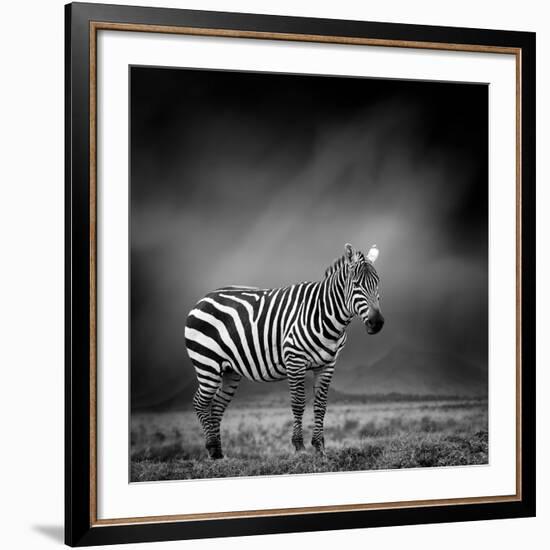 Black and White Image of A Zebra-byrdyak-Framed Photographic Print