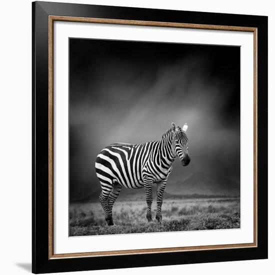 Black and White Image of A Zebra-byrdyak-Framed Photographic Print