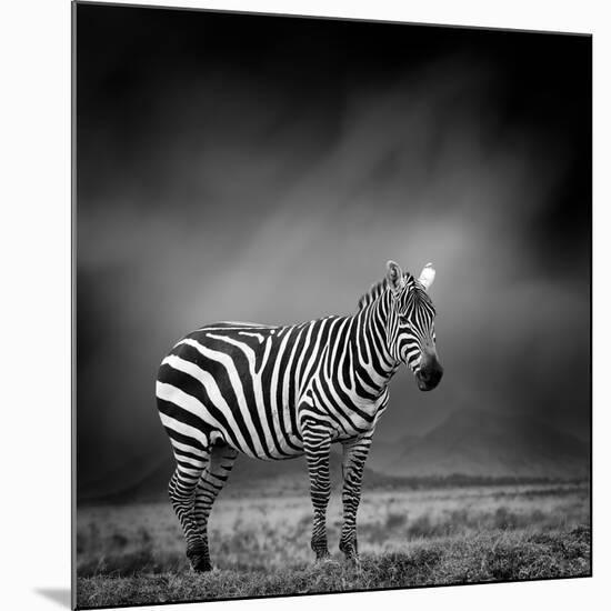 Black and White Image of A Zebra-byrdyak-Mounted Photographic Print