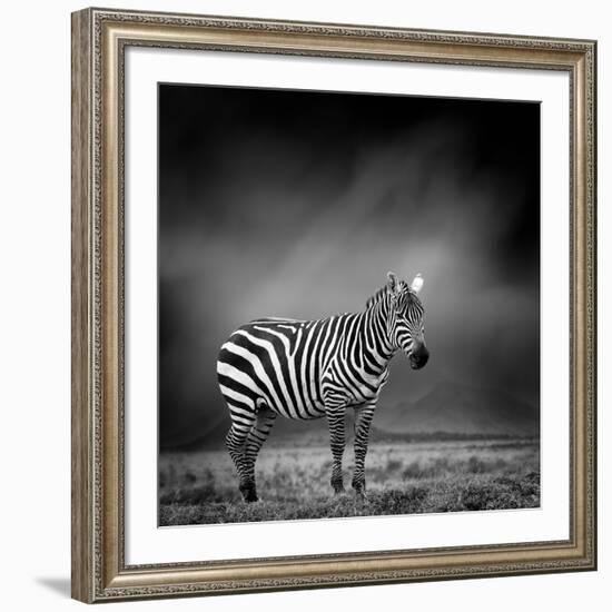 Black and White Image of A Zebra-byrdyak-Framed Photographic Print