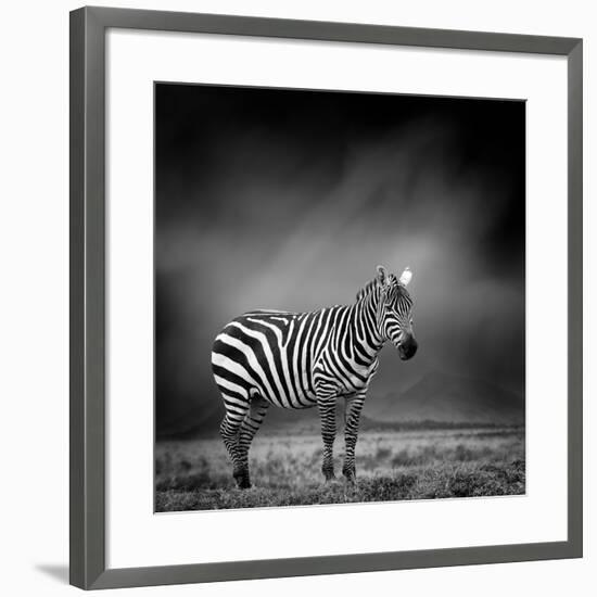 Black and White Image of A Zebra-byrdyak-Framed Photographic Print