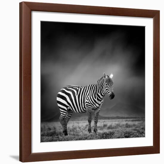 Black and White Image of A Zebra-byrdyak-Framed Photographic Print