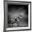 Black and White Image of A Zebra-byrdyak-Framed Photographic Print