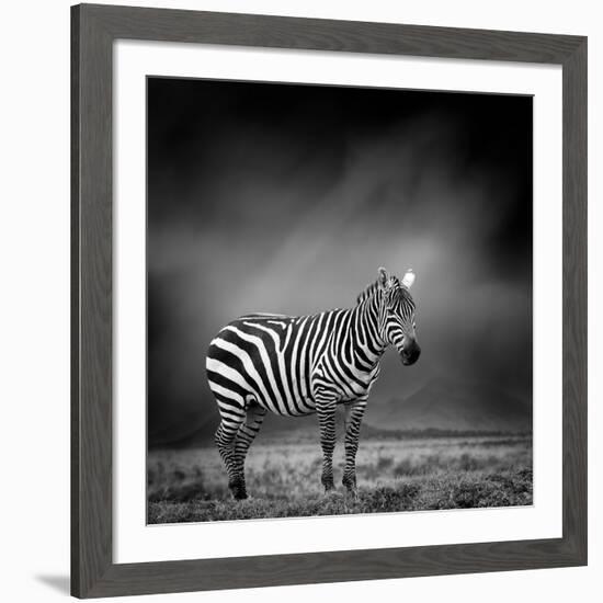 Black and White Image of A Zebra-byrdyak-Framed Photographic Print