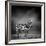 Black and White Image of A Zebra-byrdyak-Framed Photographic Print