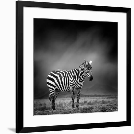 Black and White Image of A Zebra-byrdyak-Framed Photographic Print