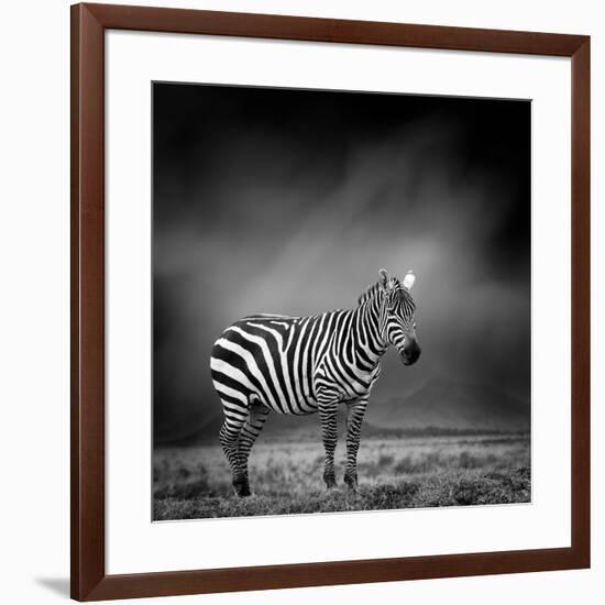 Black and White Image of A Zebra-byrdyak-Framed Photographic Print