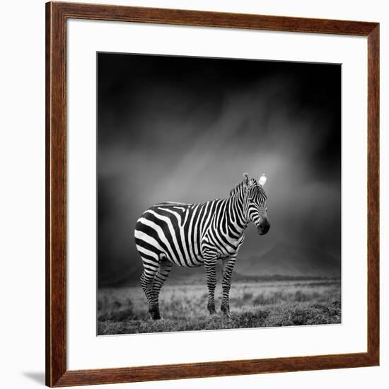 Black and White Image of A Zebra-byrdyak-Framed Photographic Print