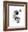 Black and White Jellyfish-Jessica Durrant-Framed Art Print