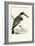 Black and White Kingfisher-English-Framed Giclee Print