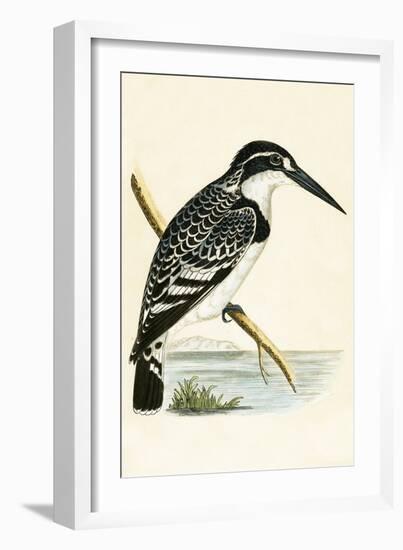 Black and White Kingfisher-English-Framed Giclee Print